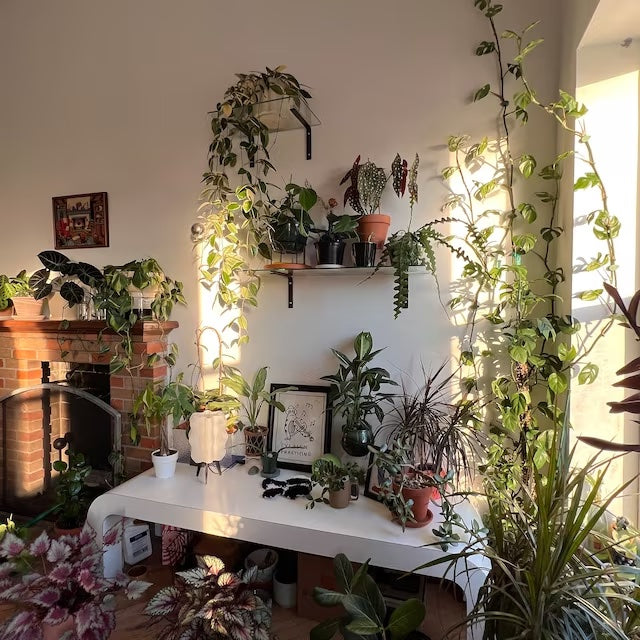 glass shelves with metal brackets and plants